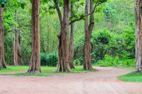 The tropical tree Stock Photos