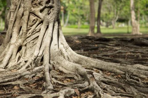 Tropical tree Stock Photos