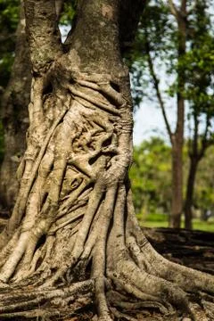 Tropical tree Stock Photos