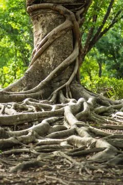 Tropical tree Stock Photos