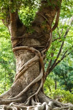 Tropical tree Stock Photos