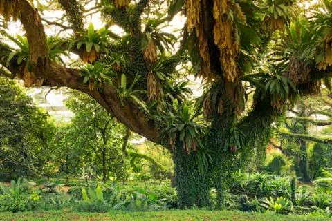Tropical tree Stock Photos