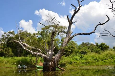 Tropical Tree  Foto stock