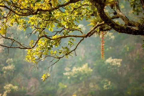 Tropical tree Stock Photos