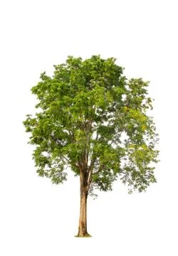 Tropical tree Foto stock