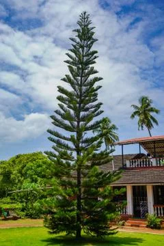Tropical Tree Foto stock