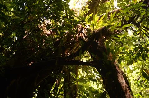 Tropical tree Stock Photos