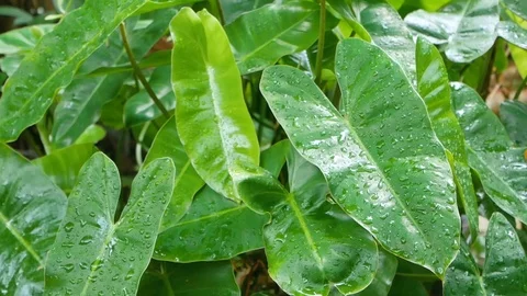 Tropical tree with raining in slowmotion Stock Footage 122329833