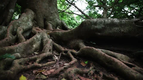 Tropical tree roots Stock Footage
