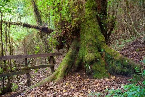 Tropical tree roots in a forest. Stock Photos