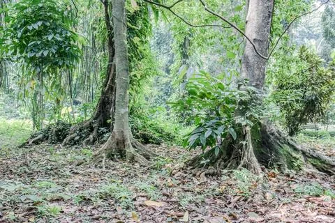 Tropical Tree Roots on a Lush Forest Floor Stock Photos