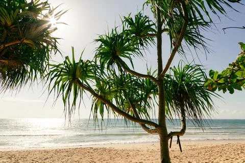Tropical tree on sandy beach with ocean view in Phuket Thailand Stock Photos