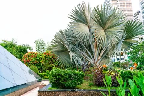 Tropical tree with sharp leaf is in park near glass dome Stock Photos