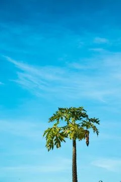 Tropical tree in sky Stock Photos
