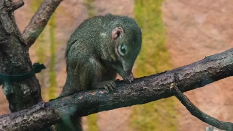 A tropical tree squirrel  Stock Footage 265782106