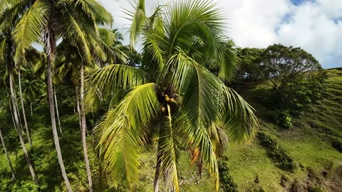 Tropical Tree Summary. Aerial Shot Of Vibrant Leafy Palms. View Of Coconut Stock Footage 337233324