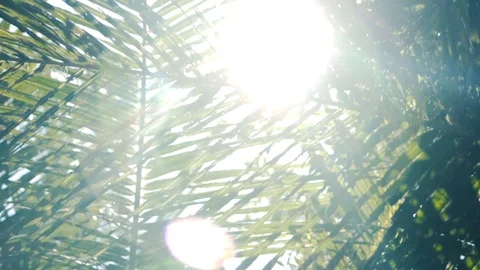 Tropical Tree Sunflares Stockbeeldmateriaal 99115218