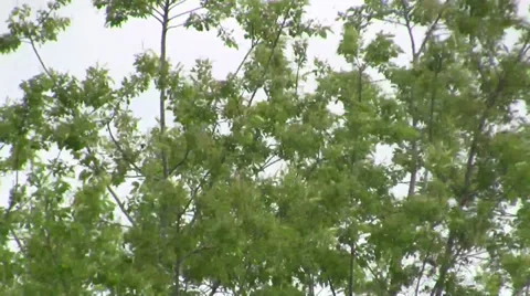 Tropical tree sways in wind on cloudy windy day outdoors Video stock 36622858