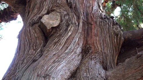 Tropical tree with a thick trunk and bark Stock Footage 121392279