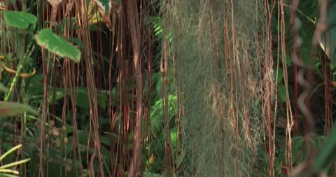 Tropical Tree Trunk and Hanging Vines in Rainforest Garden Stock Footage 337434573
