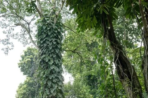 Tropical Tree Trunk Covered by Climbing Vines. 스톡 사진