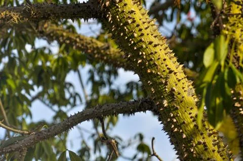 Tropical tree trunk with sharp thorns Stock Photos