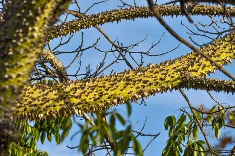 Tropical tree trunk with sharp thorns Stock Photos