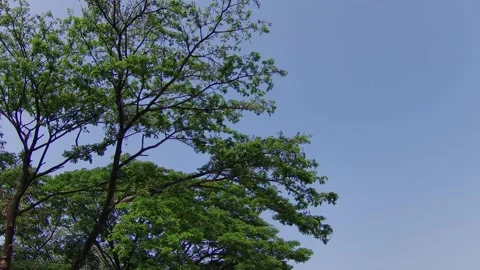 Tropical Tree Under Blue Sky Stock Footage 207996282