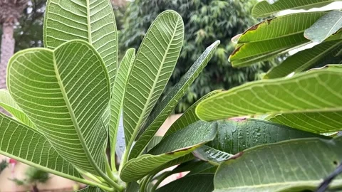 Tropical tree under rain Video stock 228209869