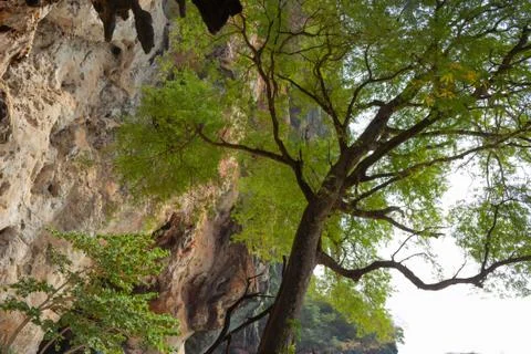 Tropical tree under a rock Stock Photos