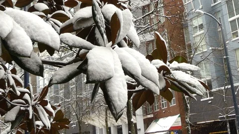 Tropical tree under snow climate anomaly Vancouver Stock Footage 87897664