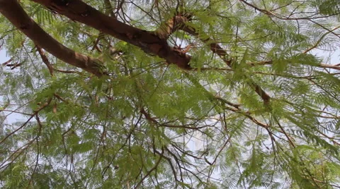 Tropical tree on a windy day 스톡 동영상 61208222