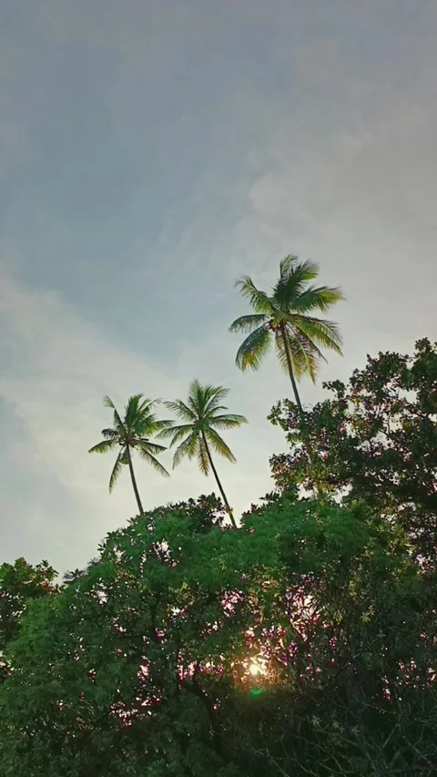 Tropical trees in afternoon Stock Footage 240631667
