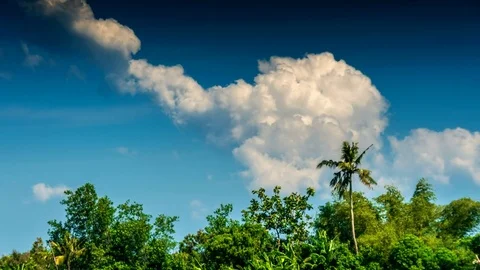 Tropical trees and clouds time lapse Stock Footage 76903211