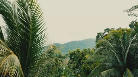 Tropical trees and mountains on a summer day. Leaves sway in the wind Stock Footage 159734875