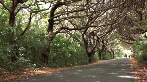 Tropical Trees and Path Video stock 55692985