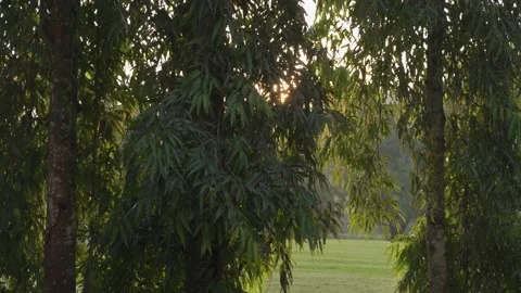 Tropical trees and sky with sun flare light. Stock Footage 167986017