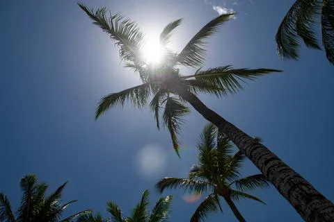 Tropical trees background. Coco palms on blue sky. Palms wallpaper. Stock Photos