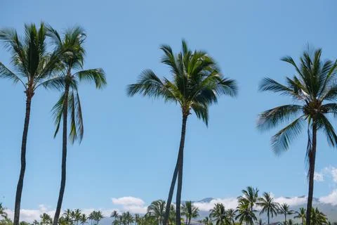 Tropical trees background. Coco palms on blue sky. Exotic summer nature Foto stock