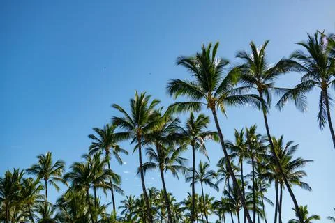 Tropical trees background. Coco palms on blue sky. Palms landscape with sunny Foto stock
