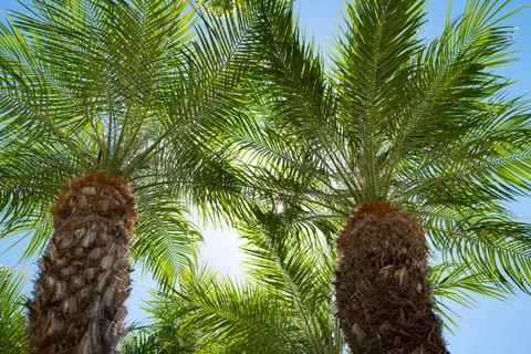 Tropical trees background. Coco palms on blue sky. Exotic summer nature Stock Photos