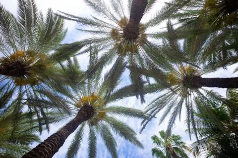 Tropical trees background. Coco palms on blue sky. Exotic summer nature Foto stock