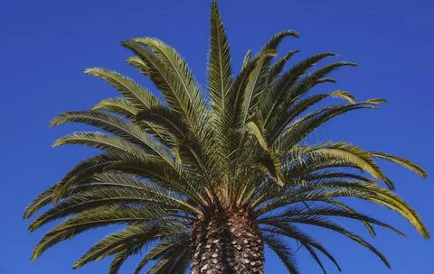 Tropical trees background. Coco palms on blue sky. Exotic summer nature Foto stock