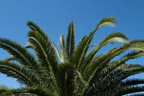 Tropical trees background. Coco palms on blue sky. Palms texture. Summer Stock-Fotos