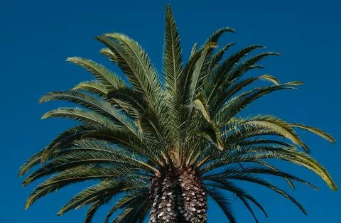 Tropical trees background. Coco palms on blue sky. Exotic summer nature Foto stock