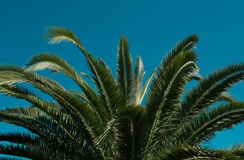 Tropical trees background. Coco palms on blue sky. Palms texture. Summer Stockfoto's