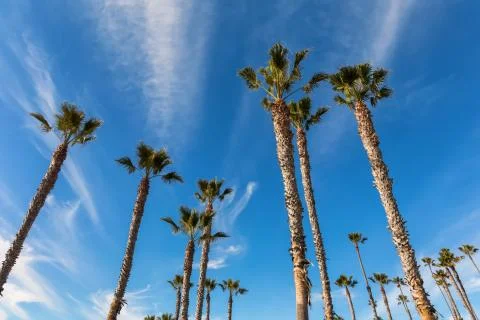 Tropical trees background concept Stock Photos