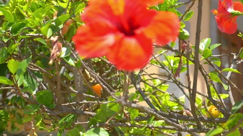 Tropical trees background in slow motion 180fps Stock Footage 165042049