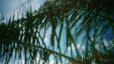 Tropical trees with blue sky background with lens flare Stock Footage 90974333