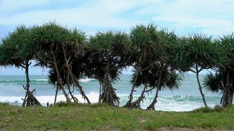 Tropical trees on a cliff in front of the ocean Stock Footage 74288803